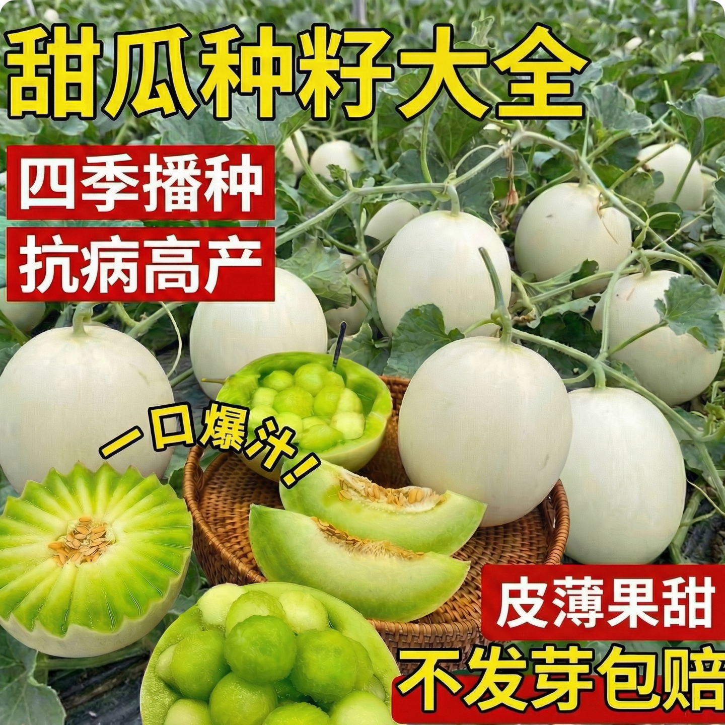 日本甜宝甜瓜种籽大全香瓜西瓜苗图片