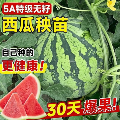 无籽西瓜苗嫁接高产8424冰糖麒麟