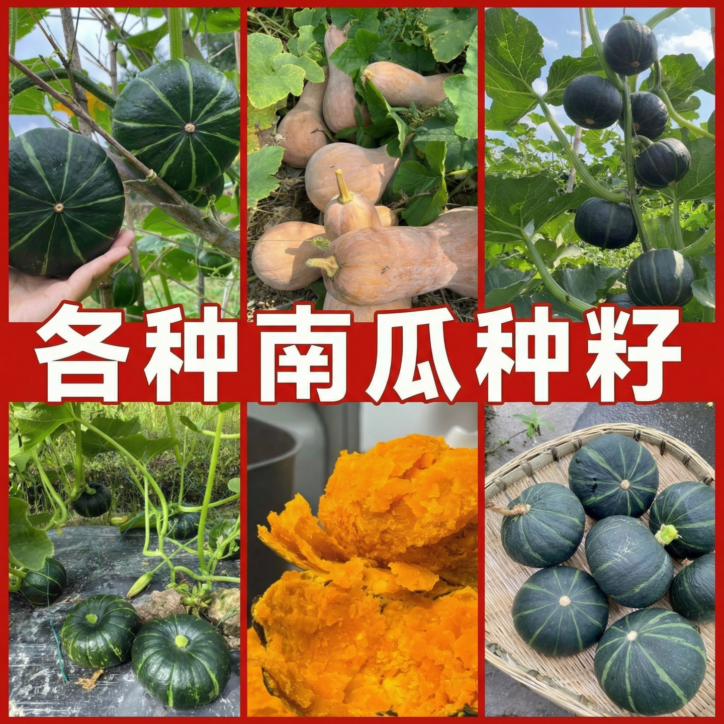 贝贝南瓜种子大全四季高产香甜蜜本南瓜种籽板栗味小南瓜蔬菜秧苗