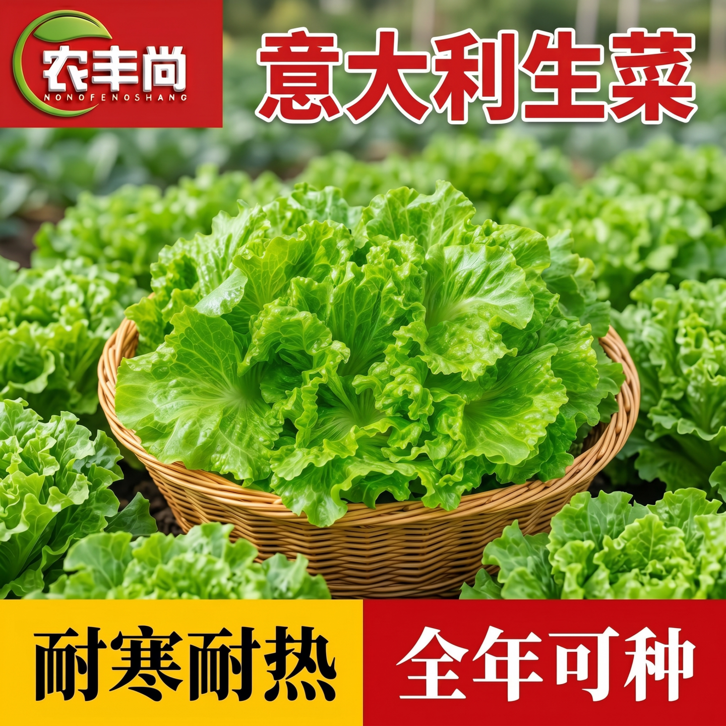 意大利生菜种子耐热寒四季南方阳台种植奶油孔雀生蔬菜种籽孑大全
