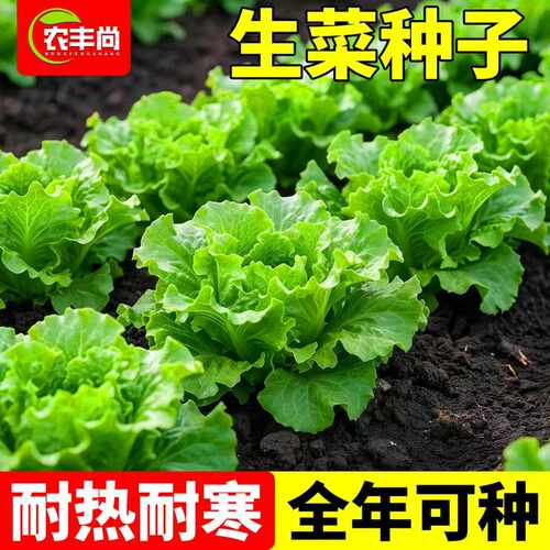意大利生菜王种子生菜种籽四季