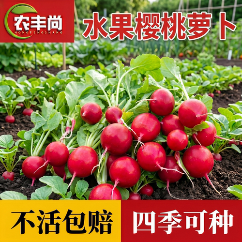 樱桃萝卜种子种籽子菜种菜籽罗卜