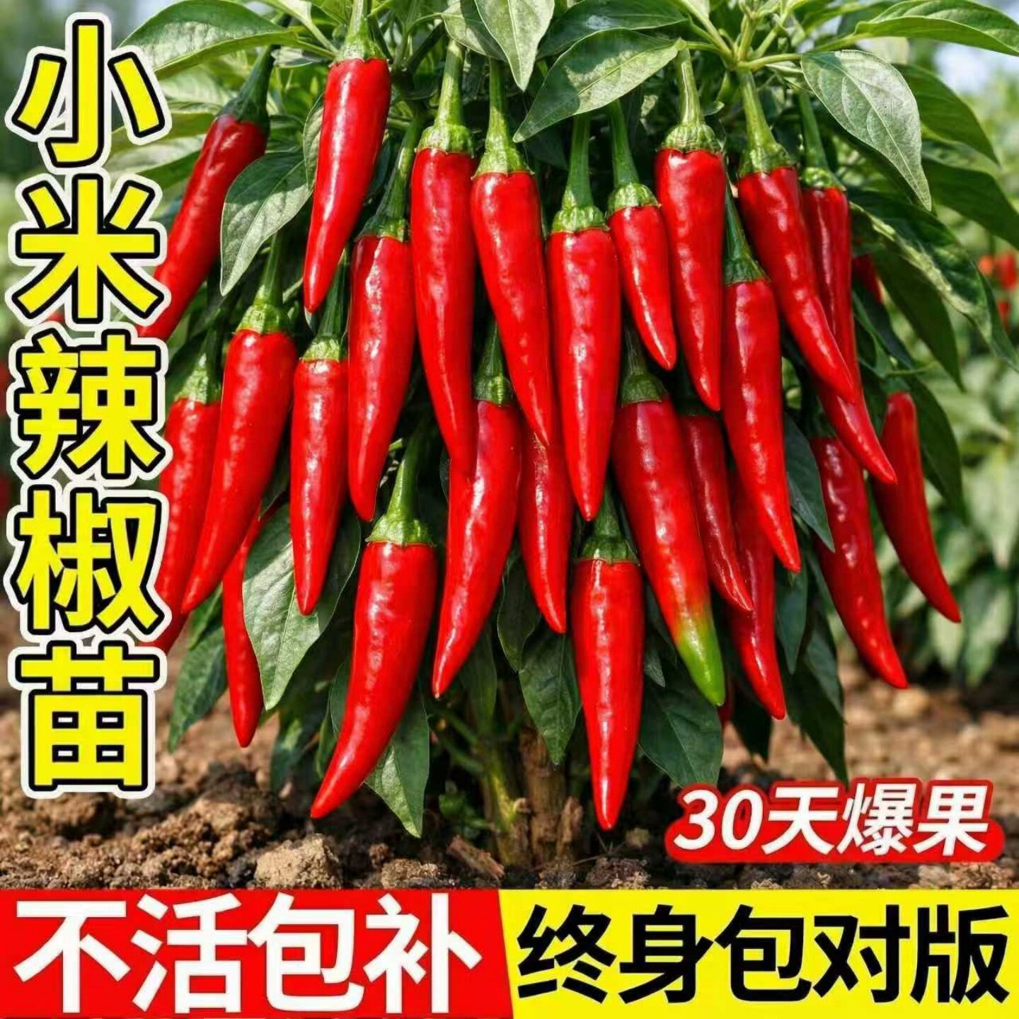 正宗小米椒苗辣椒苗四季盆栽高产朝天椒苗野山椒苗批发蔬菜苗大全