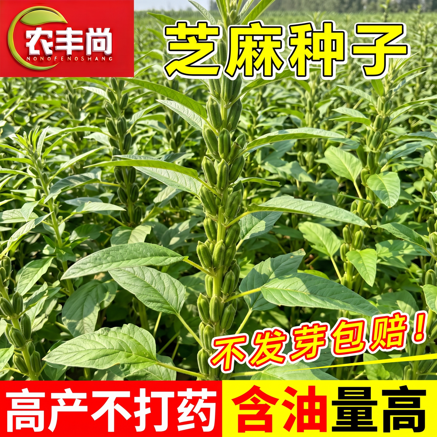 芝麻种子四季高产抗倒伏阳台盆栽图片
