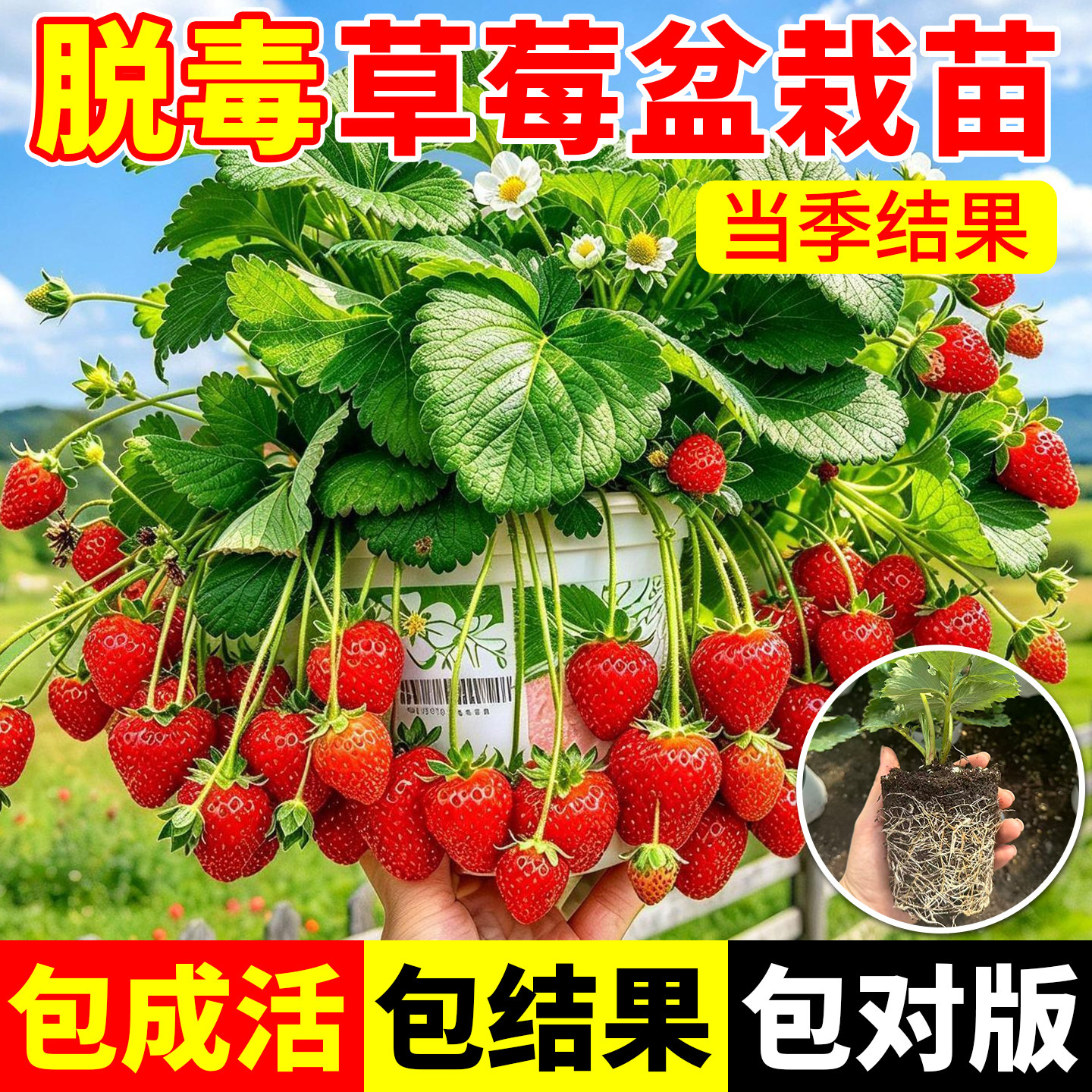 草莓苗秧苗四季结果盆栽高产优质脱毒奶油红颜特大果草莓苗秧批发