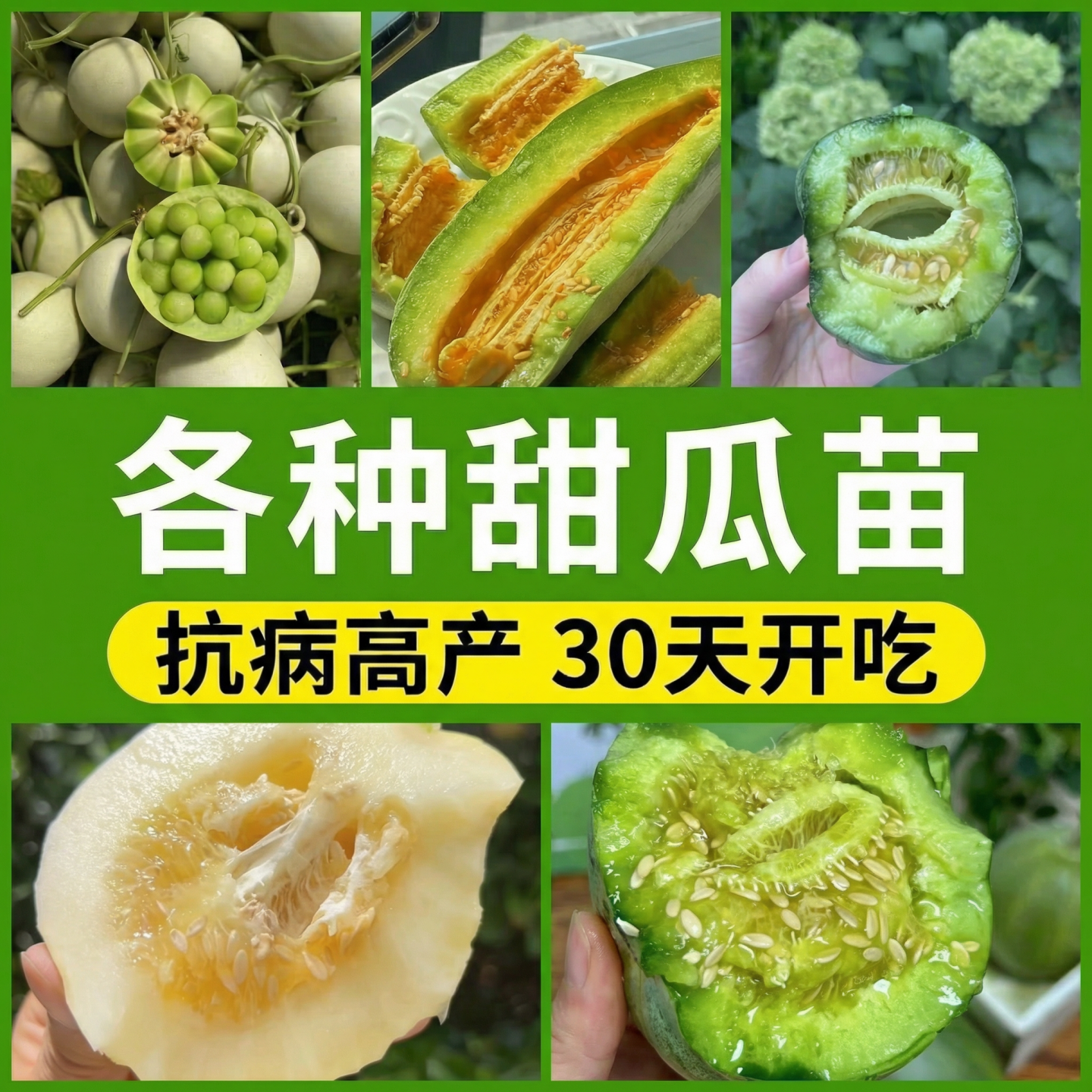香瓜甜瓜苗秧大全玉菇甜瓜苗香瓜种籽子羊角蜜绿宝石嫁接香瓜秧苗