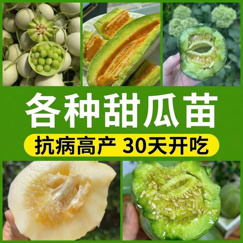 香瓜甜瓜苗秧大全玉菇嫁接甜瓜苗