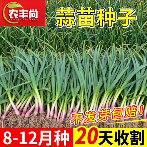 蒜苗种子老品种庭院阳台盆栽高产