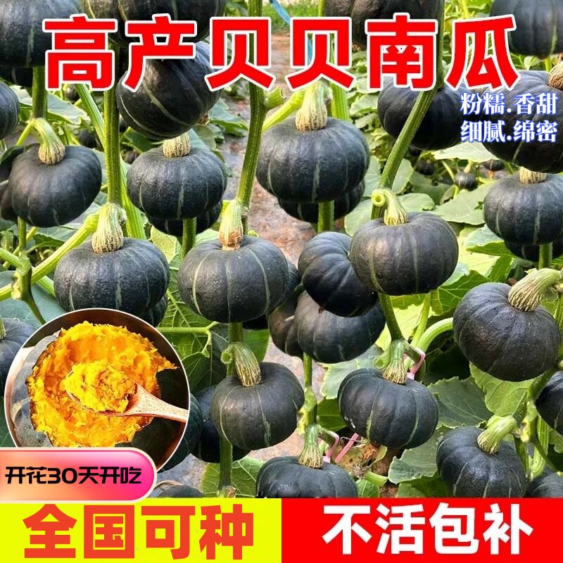 绿贝贝南瓜苗秧苗板栗味四季盆栽高产香甜糯早熟蔬菜苗种籽孑瓜苗