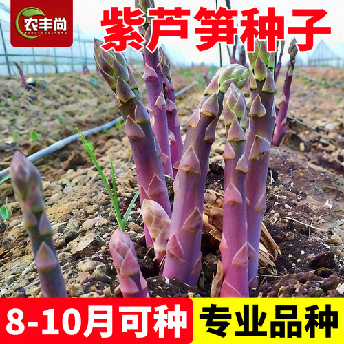 紫芦笋种子四季播种耐寒抗热芦笋