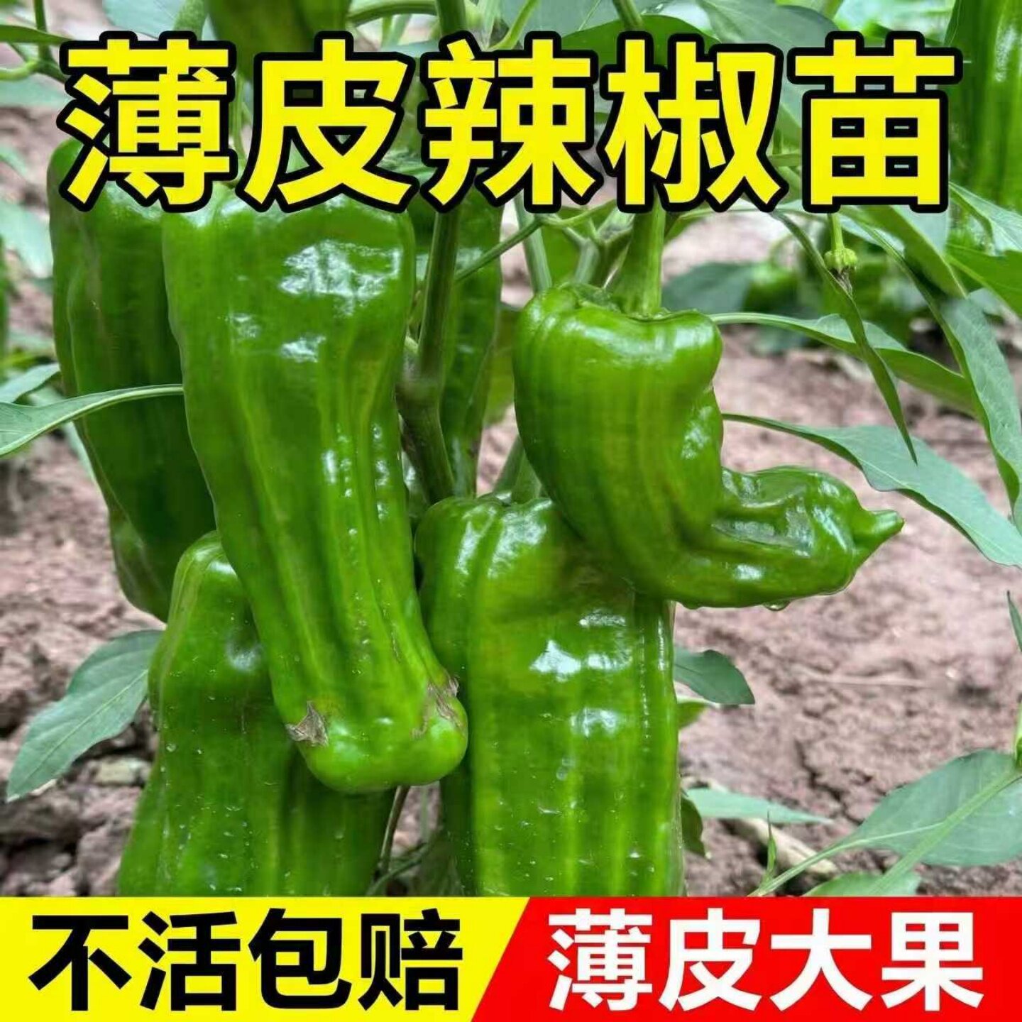 大果薄皮椒辣椒苗微辣虎皮椒苗秧图片