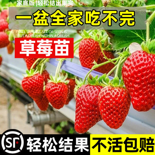 阳台种植奶油草莓苗盆栽四季结果