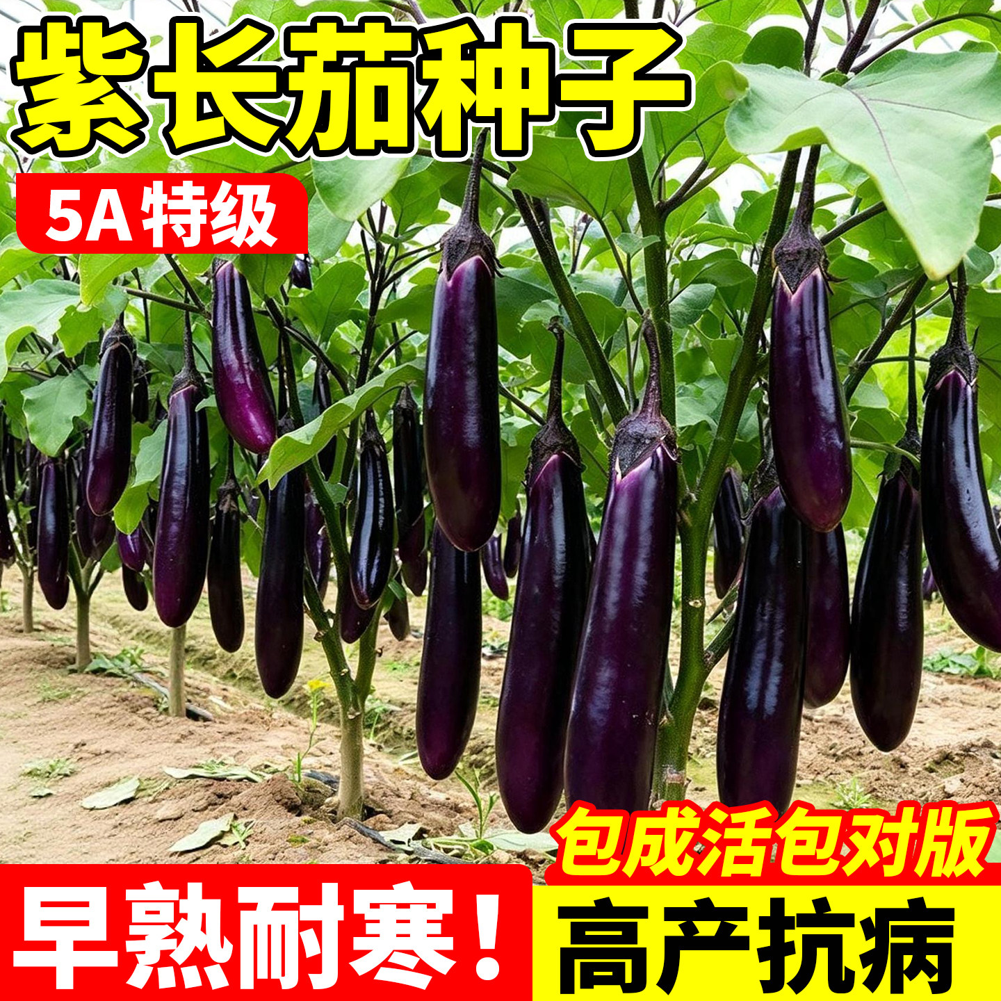 紫长茄子种子圆黑紫色长茄四季高产脆嫩爽口浓郁蔬菜籽种籽孑大全