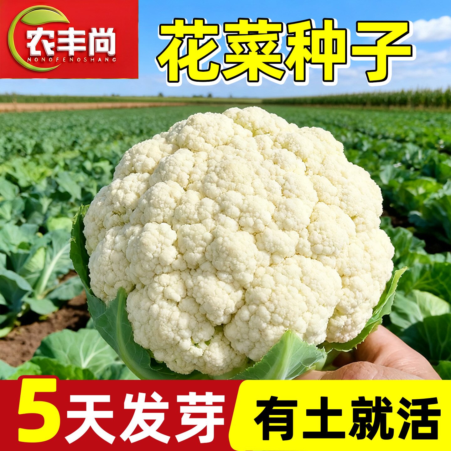 雪白花菜种子夏秋季阳台种植高产