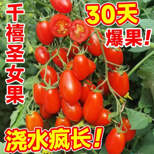 小番茄种籽水果蔬菜植物种子