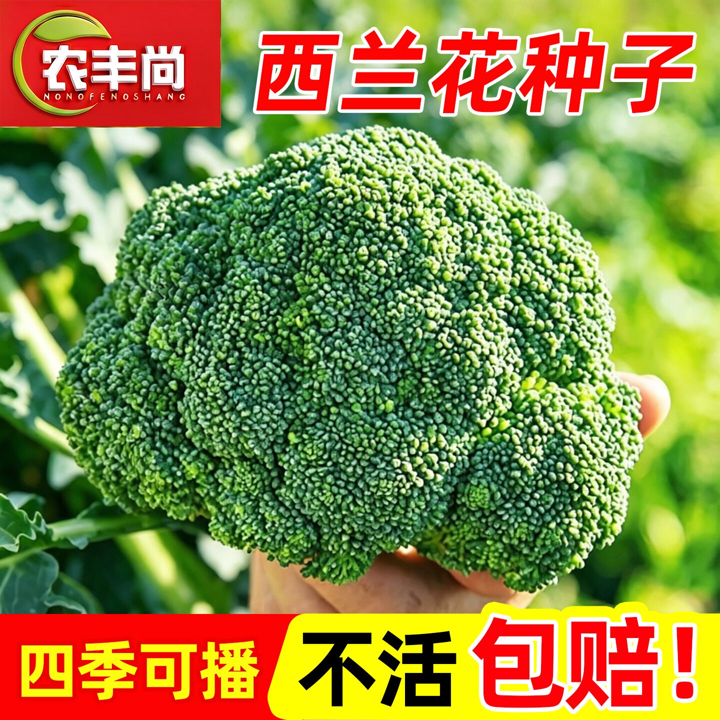 西兰花种子阳台庭院盆栽四季种植