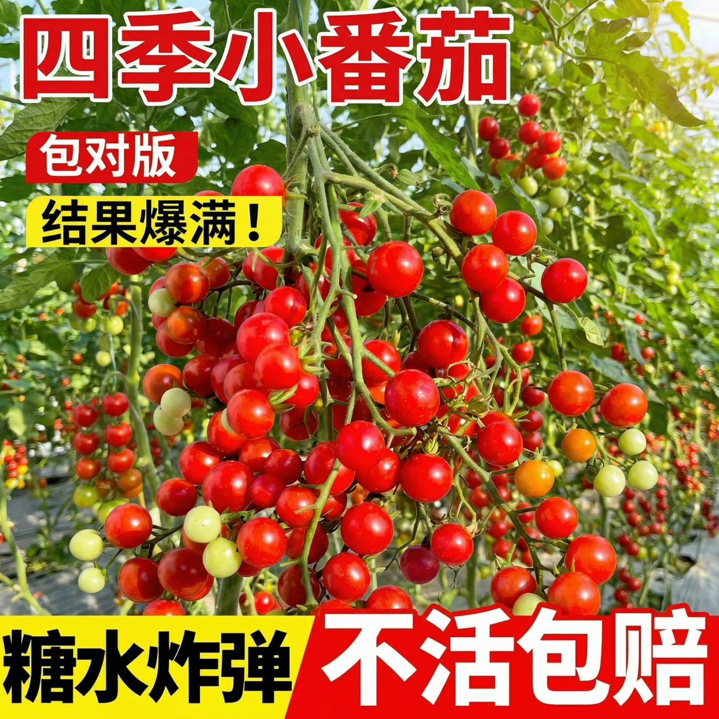 四季小番茄苗矮生番茄苗秧盆栽西红柿千禧红黄黑圣女果蔬菜苗种子