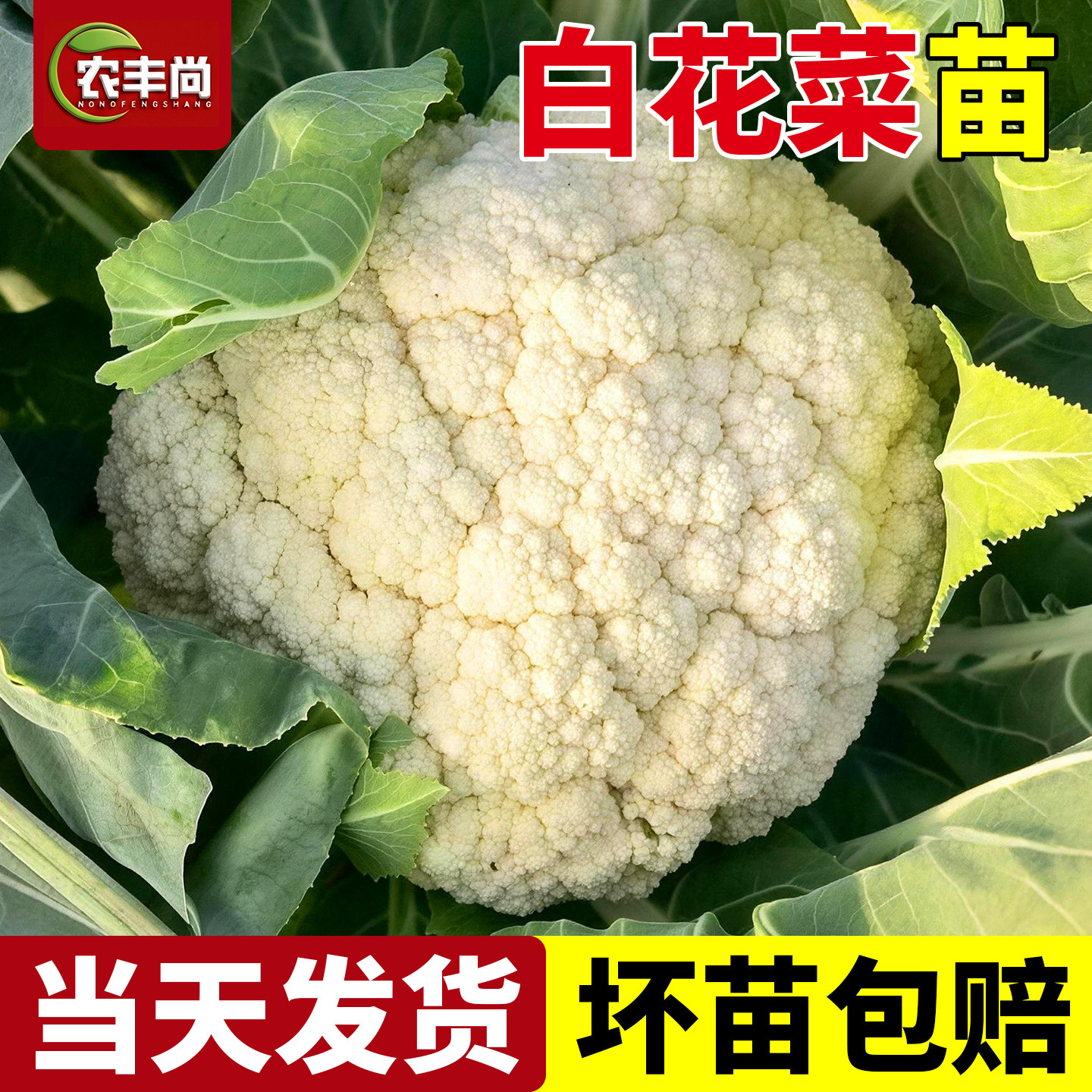 白花菜苗正宗有机带土蔬菜花菜秧苗四季高产秋冬耐寒新鲜花菜秧苗