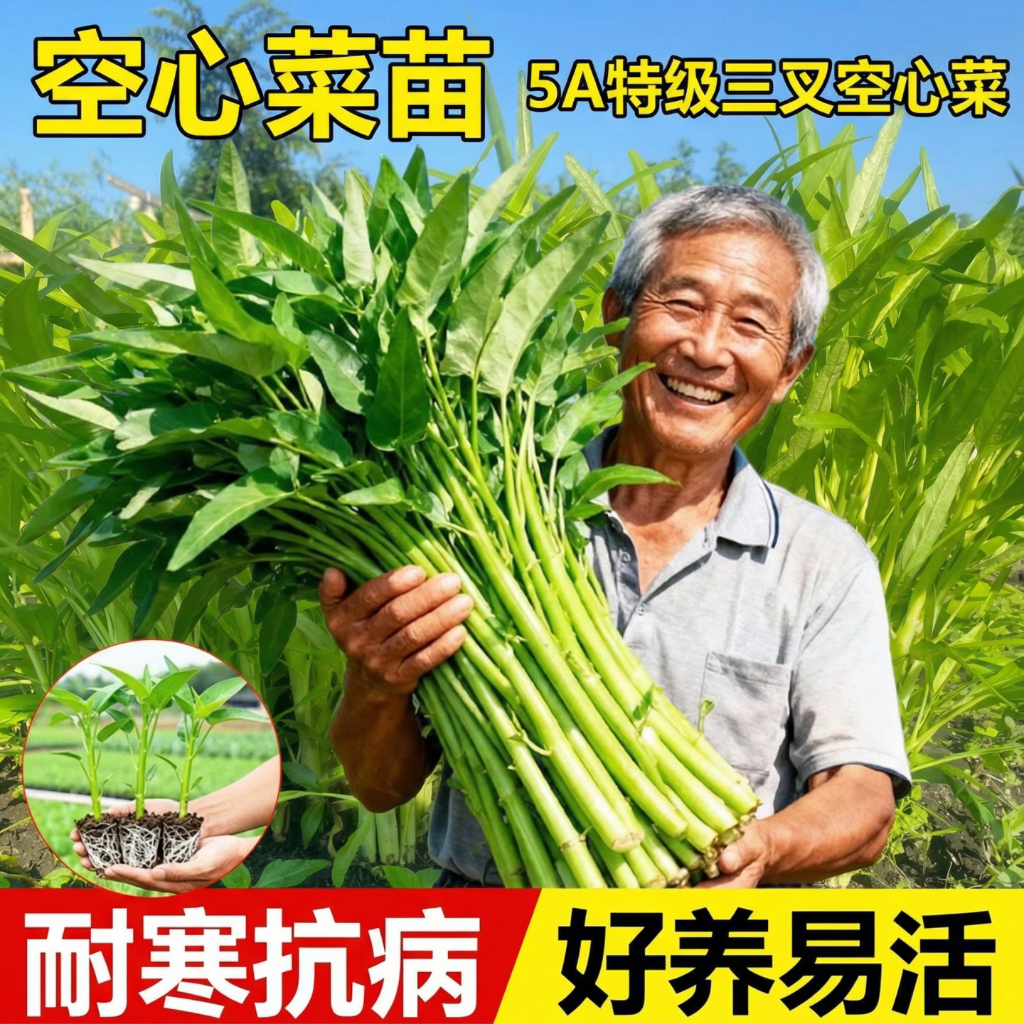 三叉空心菜苗四季好养带根带土多茬大叶高产新鲜瓜果蔬菜种子秧苗