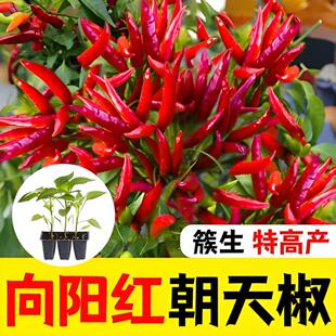 朝天椒苗小米辣椒秧苗四季盆栽螺丝薄皮青椒种籽孑春季蔬菜苗大全