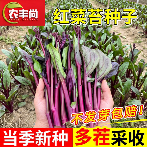 老品种红菜苔孑种子四季速生高产