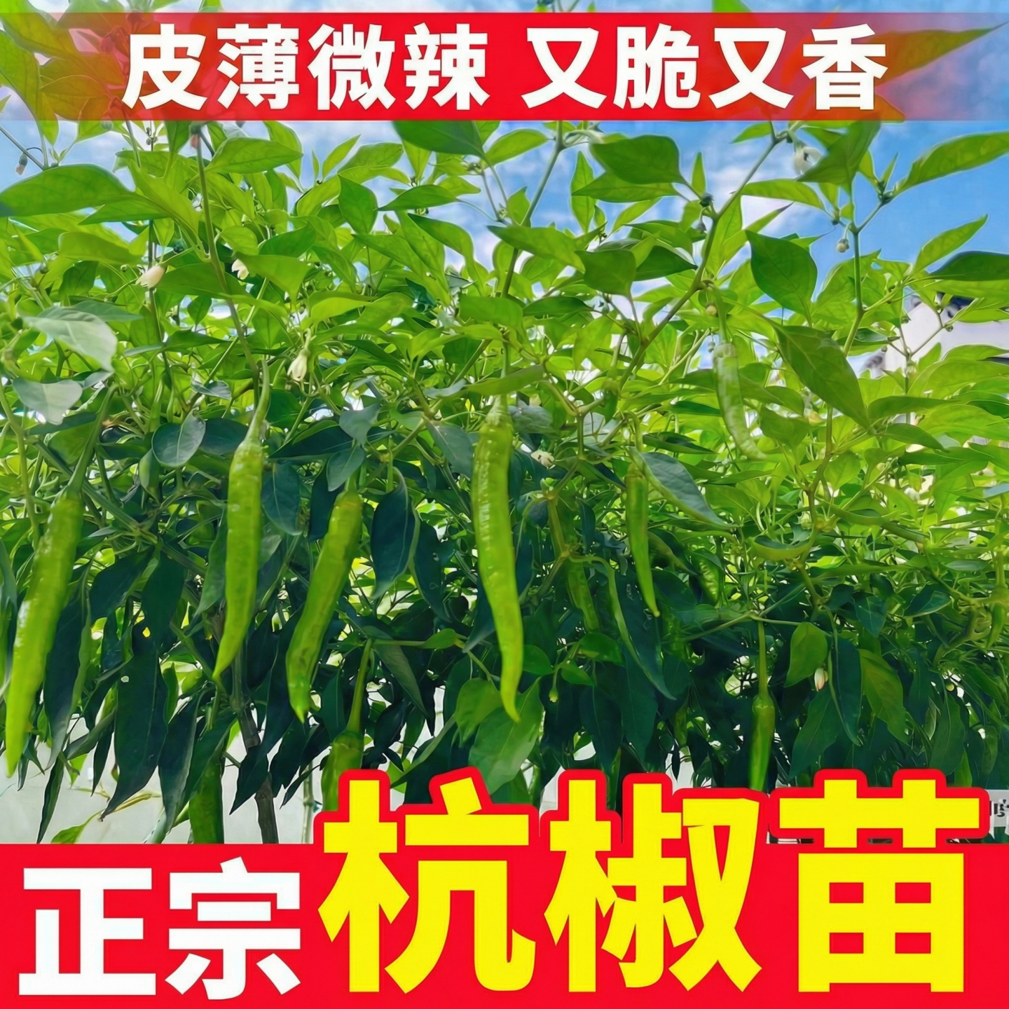 早熟微辣杭椒苗抗病高产薄皮辣椒苗四季家庭地栽盆栽蔬菜秧苗大全