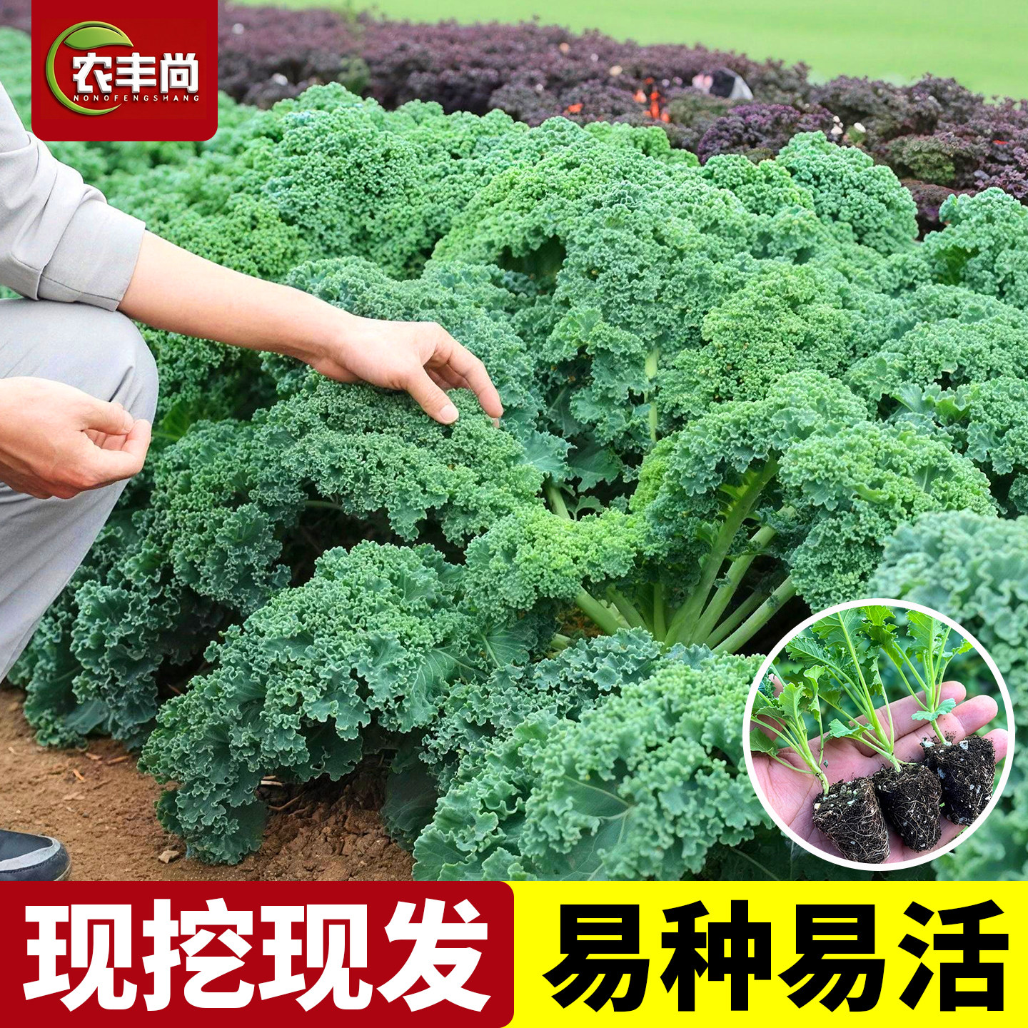 羽衣甘蓝苗有机带土甘蓝苗秋冬季耐寒盆栽四季高产甜脆甘蓝蔬菜苗