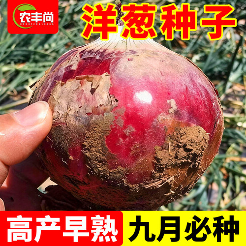 紫皮洋葱种子四季高产甜脆爽口