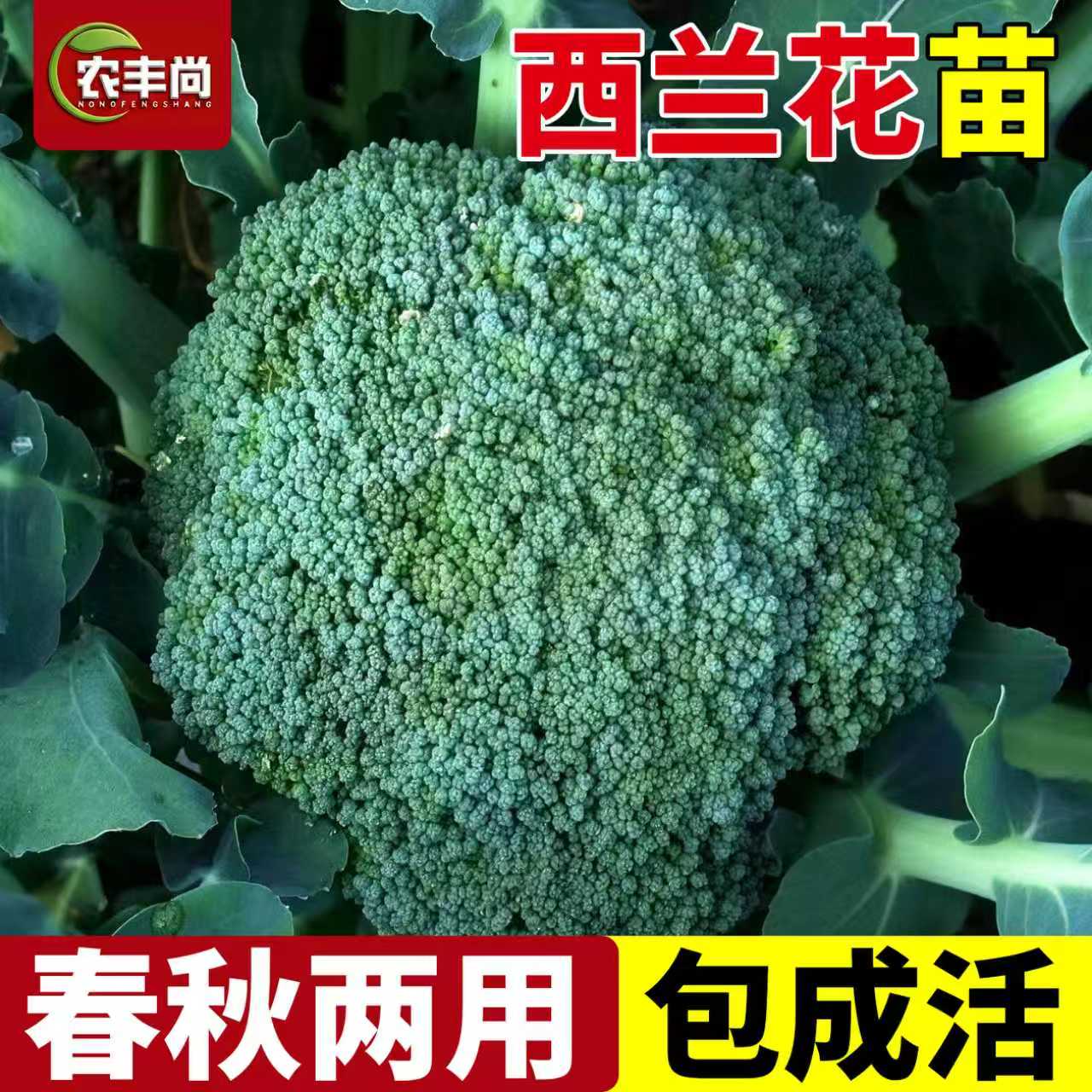 西兰花苗有机蔬菜苗带土四季高产图片