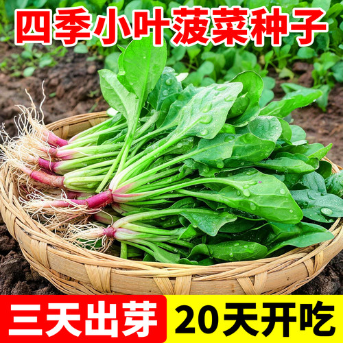 小叶菠菜种子籽老品种秋冬季耐寒