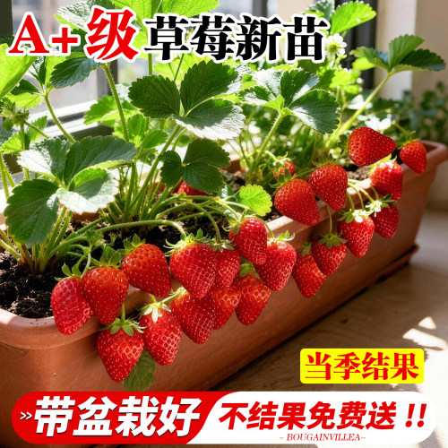 草莓苗秧四季结果盆栽高产草莓苗