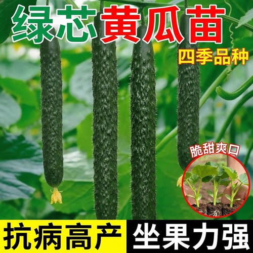 高产水果黄瓜苗秧蔬菜苗阳台盆栽