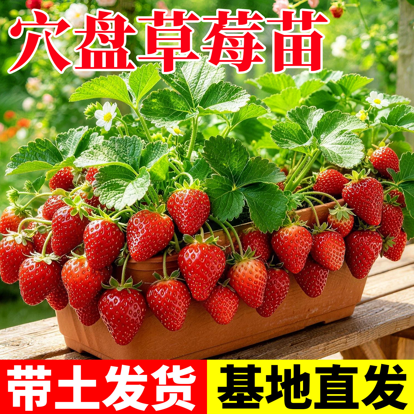 奶油草莓苗秧带土穴盘苗四季结果脱毒优质健壮苗盆栽批发果蔬秧苗