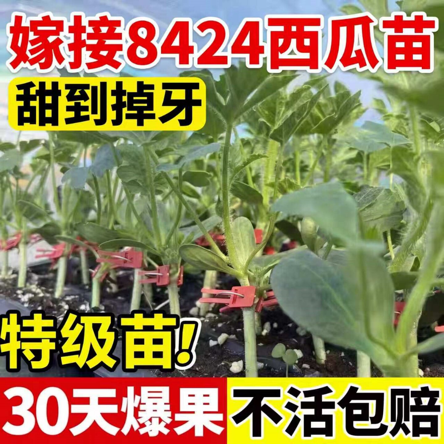嫁接西瓜苗秧苗带土8424麒麟美都无籽阳台庭院地栽大棚盆栽西瓜苗