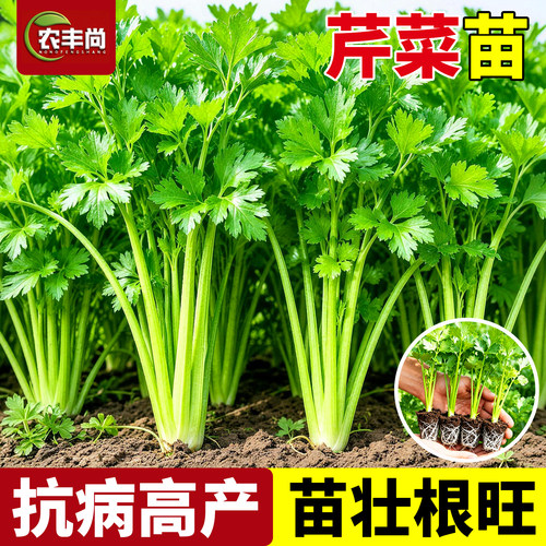 芹菜苗大芹菜皇后西芹苗四季高产