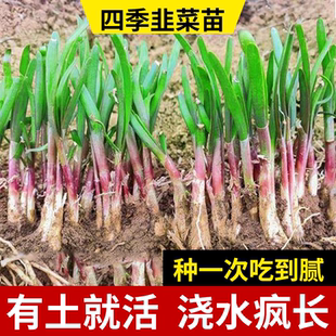韭菜根苗种植农家现挖紫根白根韭菜根苗阳台庭院四季种植高产盆栽