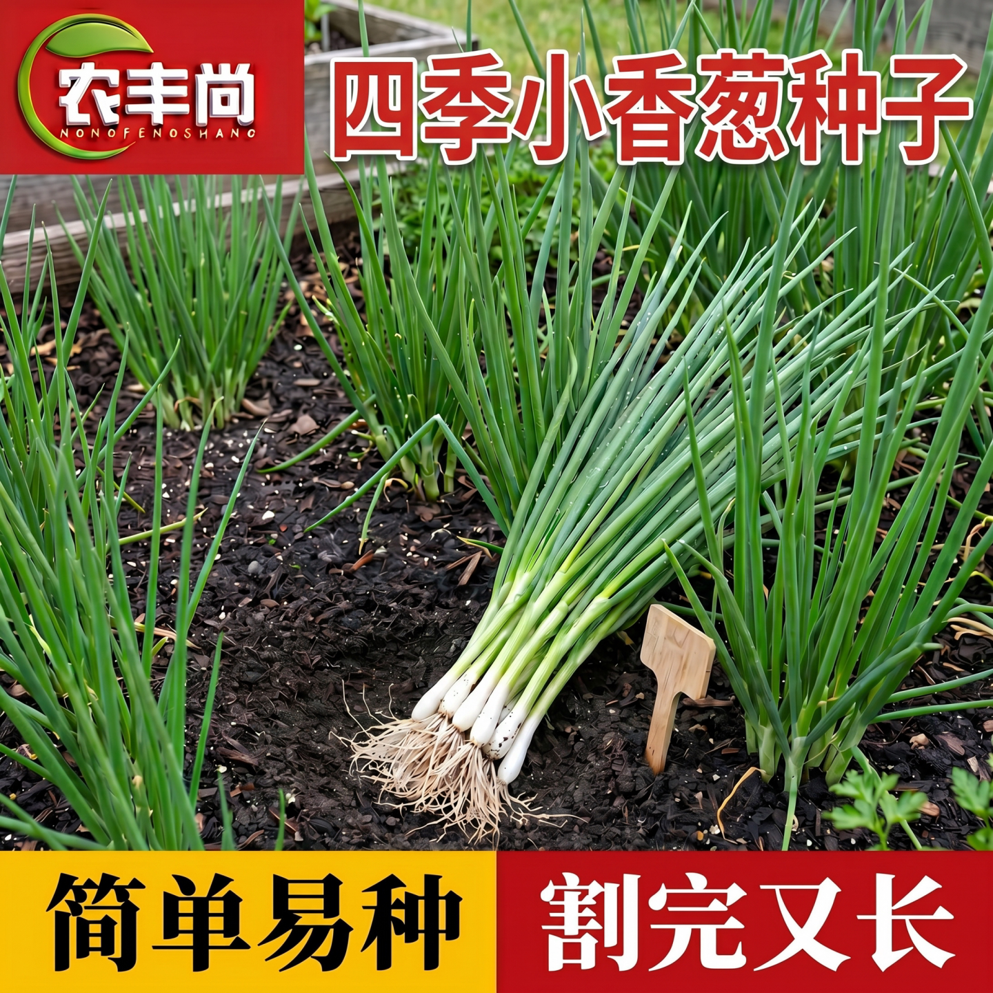 四季小香葱种子庭院阳台盆栽易种