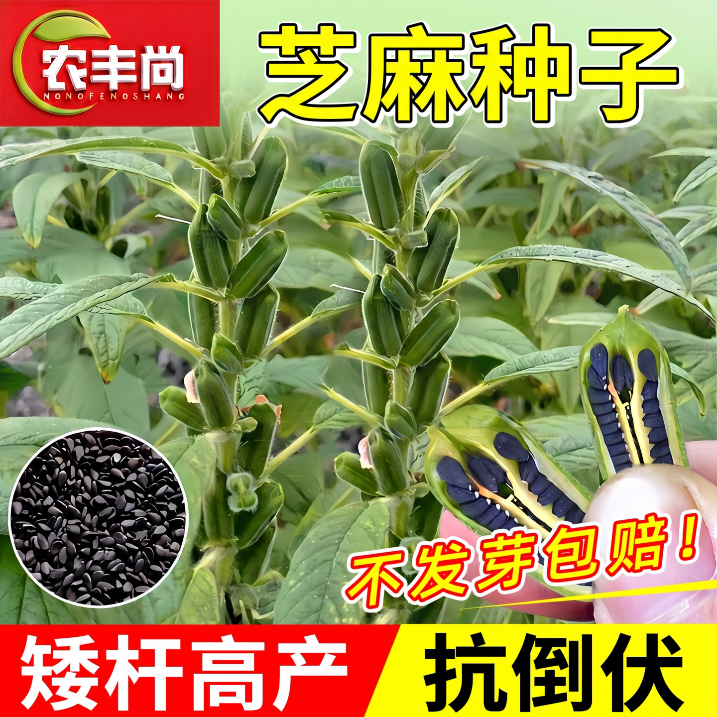 芝麻种子早熟高产可榨油四季庭院图片