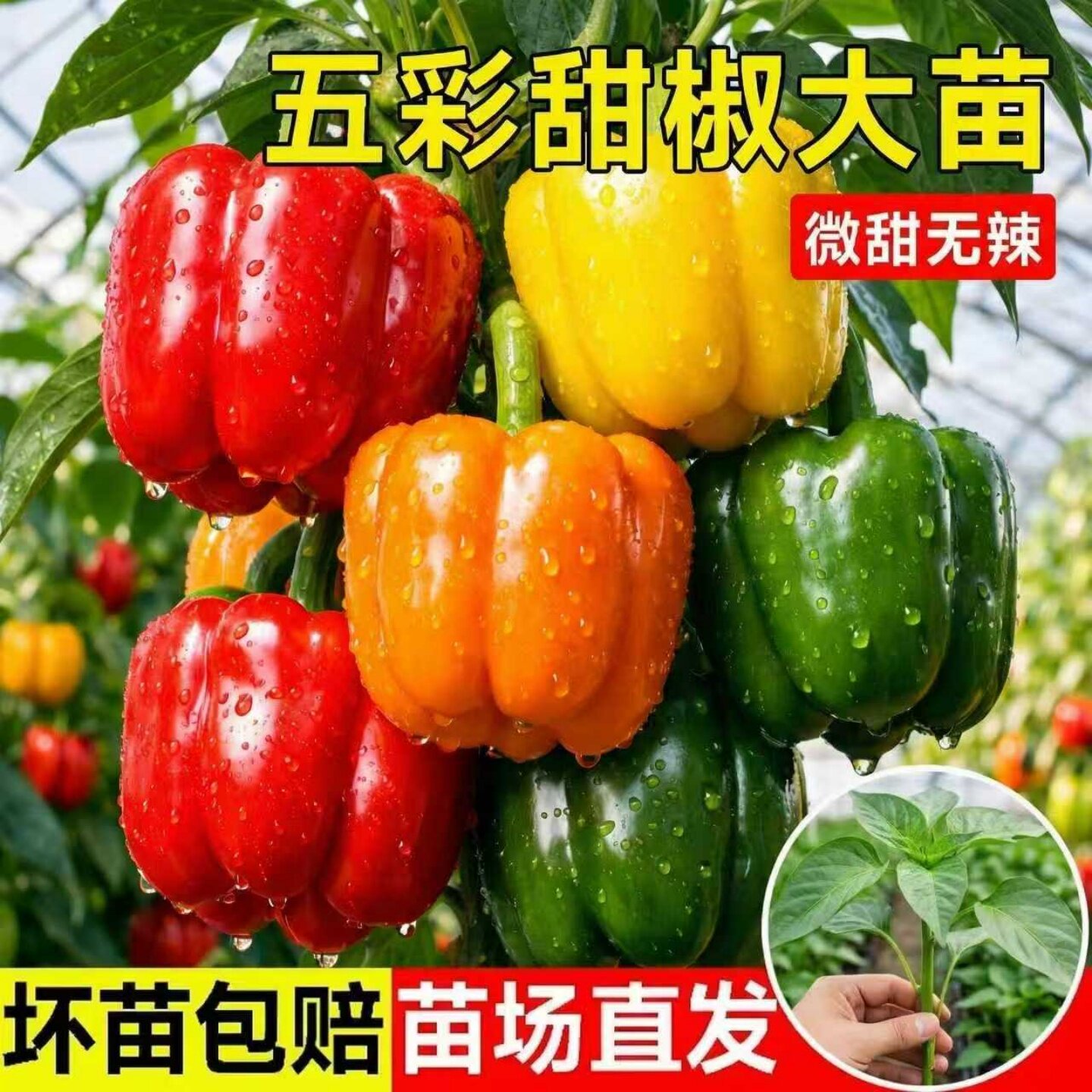 五彩甜椒苗青椒灯笼椒彩椒甜椒苗子秧苗阳台盆栽高产蔬菜苗秧大全