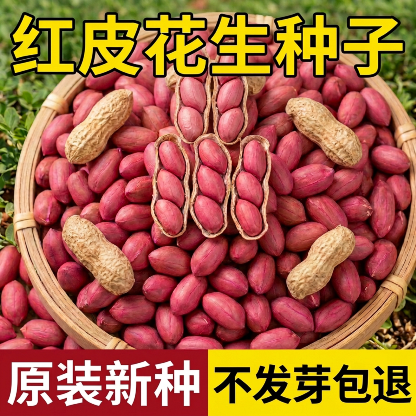 花生种子老品种薄壳四季高产优质图片