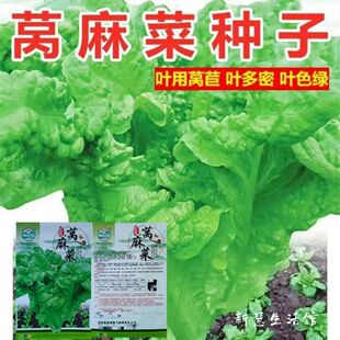 好吃窝麻菜种子叶用莴苣麻菜莴鸡菜香香菜种子四川夏秋季蔬菜种子