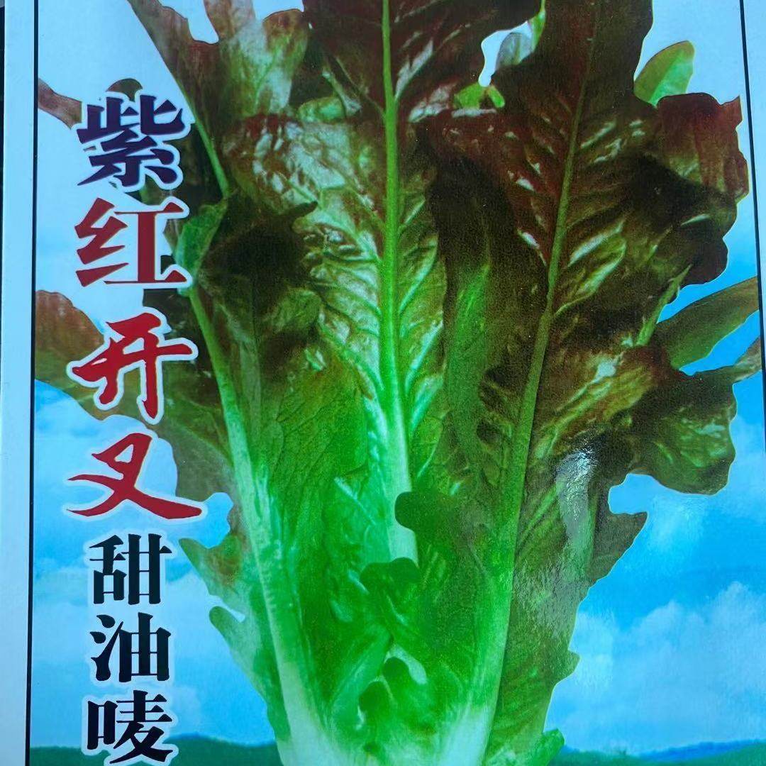 紫红开叉油麦菜种子红尖叶甜麦菜四季播耐热无斑速生菜紫色油麦菜,鲜花速递/花卉仿真/绿植园艺,家庭园艺种子,淘宝优惠券,粉丝福利购,淘宝优惠卷
