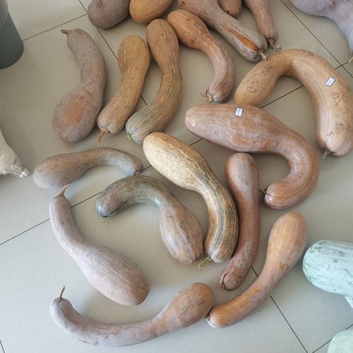 老南瓜长农家自种甜糯黄南瓜