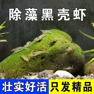大号黑壳虾定水发货吃丝藻褐藻清洁鱼缸工具虾饲料虾好养易活草缸