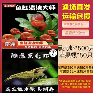 黑壳虾苹果螺冷水可活新手好养练手水生小宠物可繁殖爆缸除藻皮实