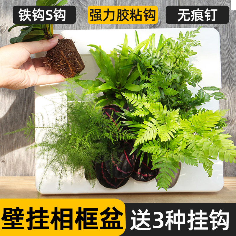 壁挂相框花盆DIY鹿角蕨绿植墙植物墙立体多肉组合创意盆北欧风