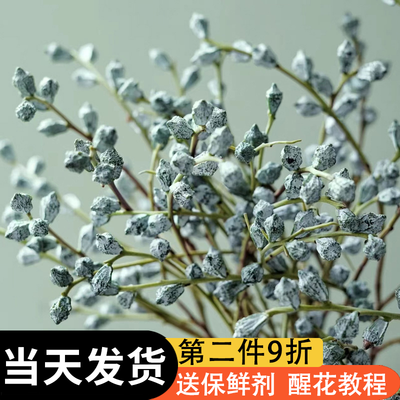 尤加利果鲜切枝云南鲜花基地直发