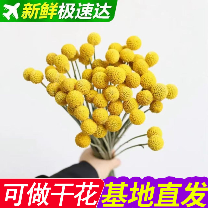 黄金球鲜花花束云南基地直发客厅摆设可做干花高级感真花天然植物