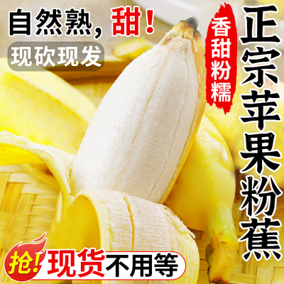 【匠心种植】大苹果蕉banana