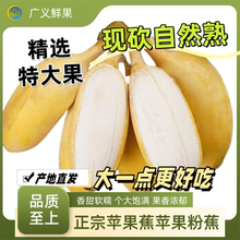 正宗广西苹果蕉特大果banana时令特产水果孕妇自然熟香蕉现砍9斤